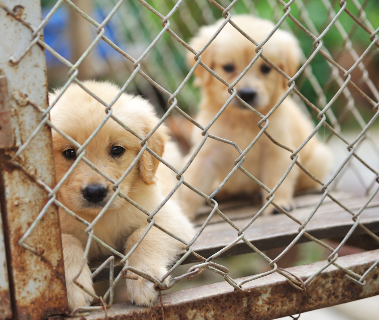 Tierpaten für 2 Stunden Flug gesucht! Große Hilfe, kleiner Aufwand – für Sardiniens Hunde!